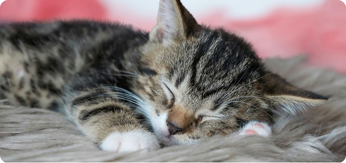 Sleeping kitten