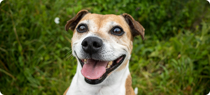 Happy dog